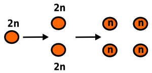 canaquirkych