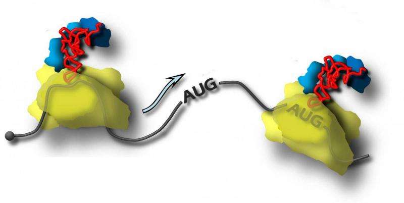 Biologists discovered a new facet of the mechanism of protein biosynthesis